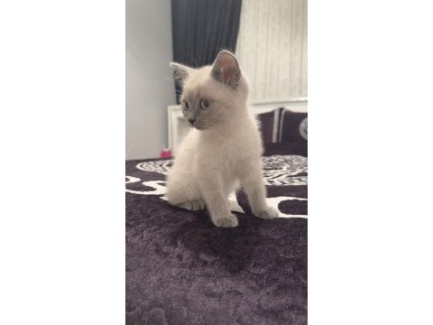 Uysal 3 aylık british shorthair beyaz