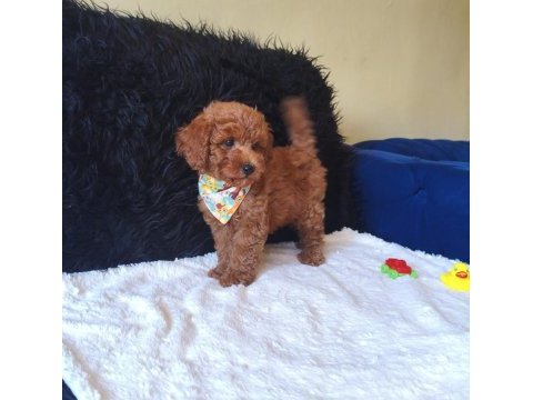 Peluş bir erkek poodle