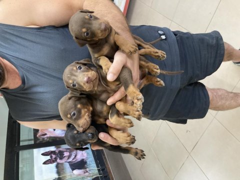 Kızıl ve siyah doberman roket yavrular