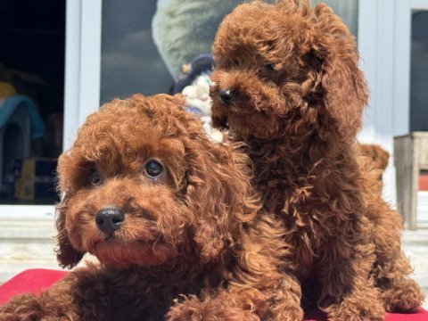 Ankranın en elit toy poodle yavruları ziyarete açık