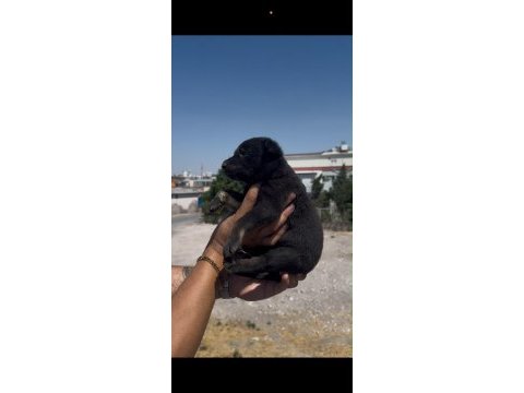 Koyu renk belçika kurdu yavrusu