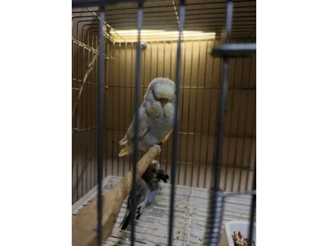Show jumbo muhabbet kuşlar