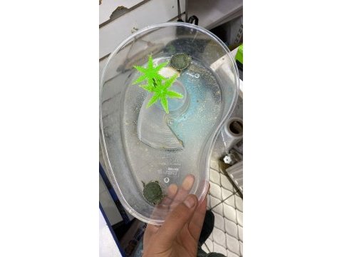 Alerji yapmayan orijinal kırmızı yanak su kaplumbağası