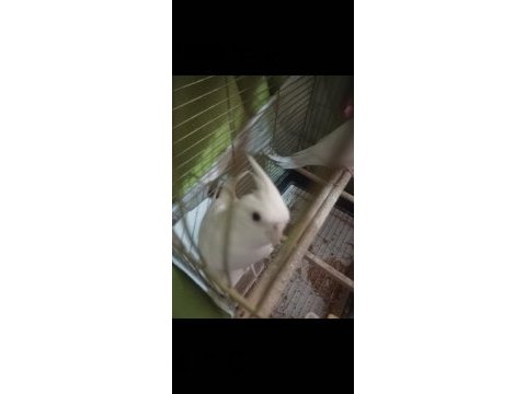 Albino kırmızı göz sultan papağanları