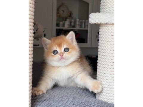 Türünün en kalitelisi golden british shorthair 