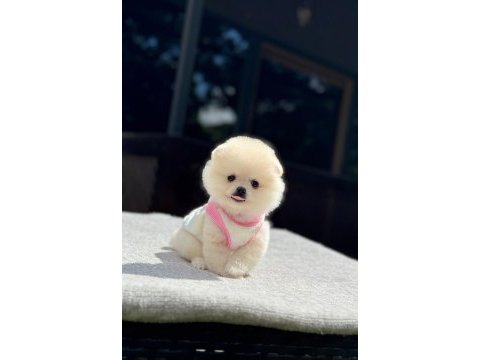 Sağlık ve ırk garantili pomeranian köpeğimiz
