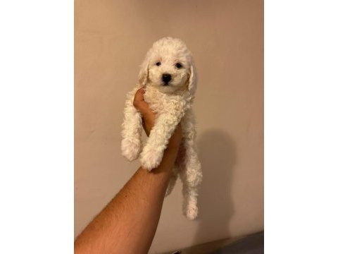 Tüy dökmez koku yapmaz maltipoo yavrularımız