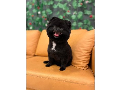 Pomeranian spitz, boo değil