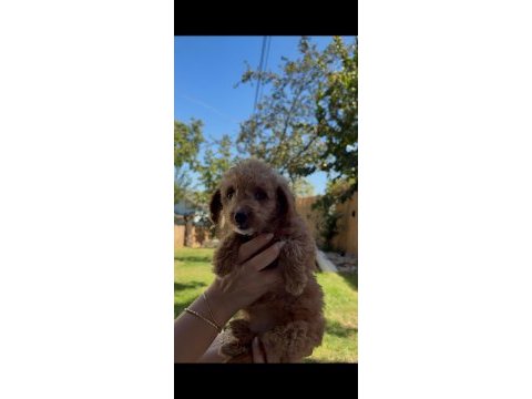 Safkan teacup poodle