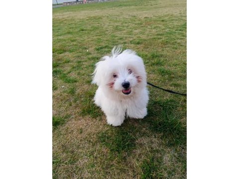 6 aylık erkek maltese terrier aşıları tam eğitimli