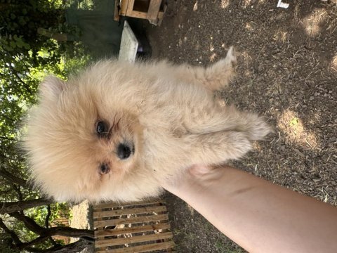 Anne altından pomeranian boo