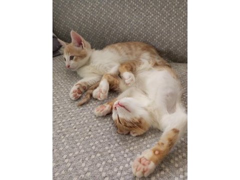 Soluk ve gırgır kedimiz