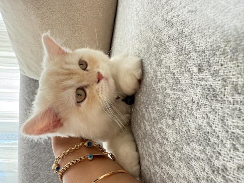 Çok sıcak kanlı sevimli