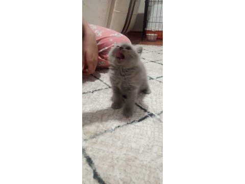 Lilac renk british shorthair yavrular