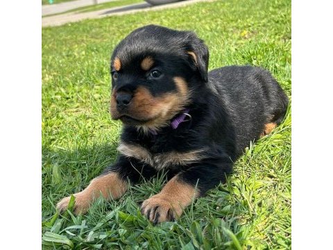 Rottweiler yavru köpeklerimiz