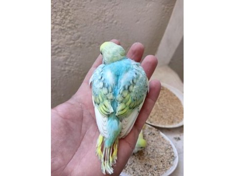 Rainbow muhabbet kuşu yavrular