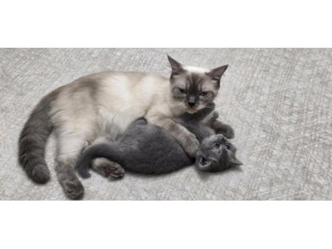 British shorthair güzel kızımız
