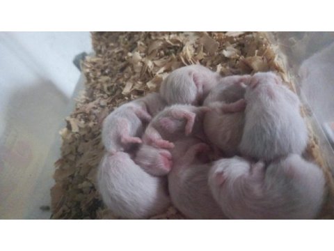 Suriye hamster yavru ve sağlıklı
