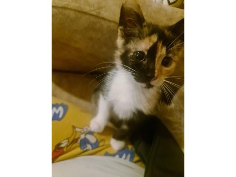 Calico yavruya ömürlük yuva arıyoruz