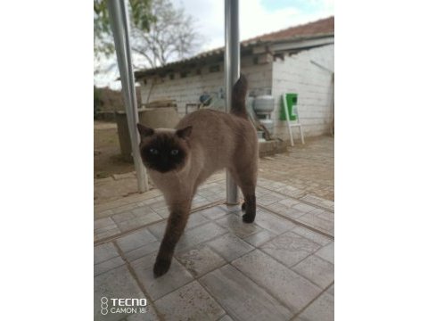 Bir çift kedimiz aşık kumrular