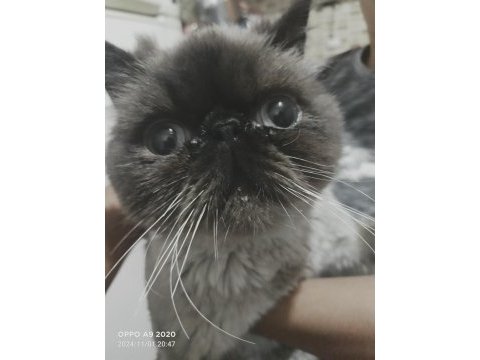 Sahiplendirilecek iran kedisi