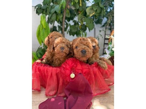 Yeni yuvası için hazır kore kan poodle bebekler