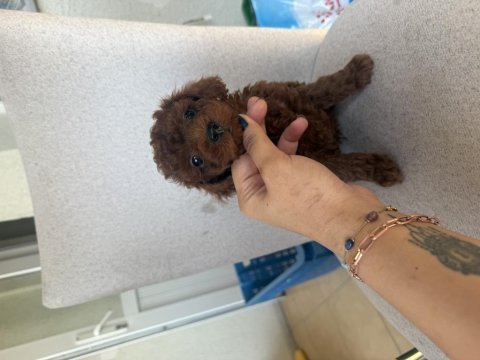 En koyu özelini isteyene dark kore poodle yavrularım