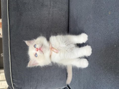 45 günlük ragdoll yavrular