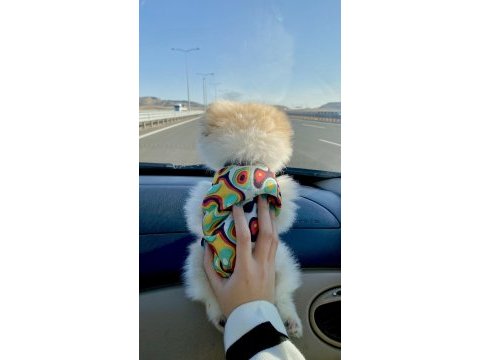 Ayı surat pomeranian boo