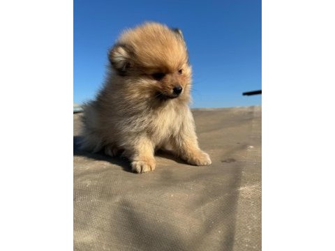 Pomeranian boo yavrularımız ırk garantilidir