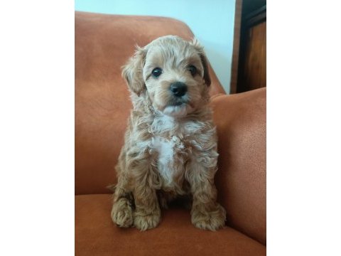 Çok tatlı maltipoo erkek yavrumuz