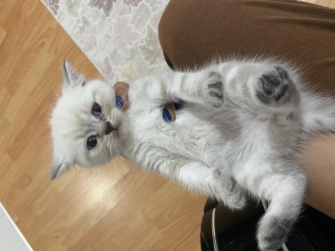 British yavru kedi