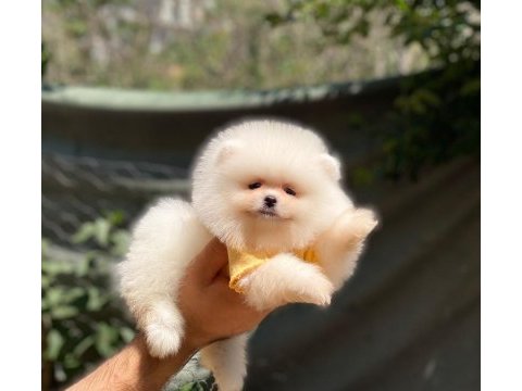 Dişi ve erkek mevcuttur hepsi de safkan pomeranian