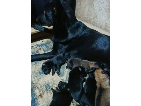 A kalite belçika kurdu beslemek isteyenler buyursun