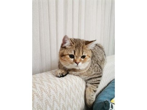 27 şubat doğumlu british shorthair