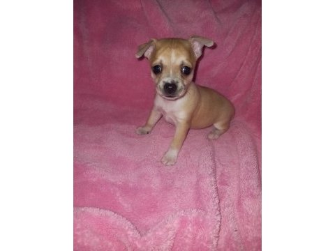 Mini chihuahua