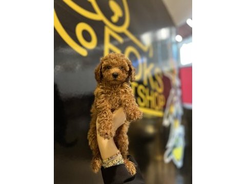 Poodle yavruları