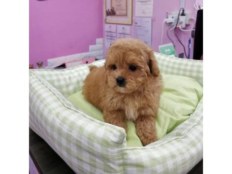 F2 maltipoo yavruları