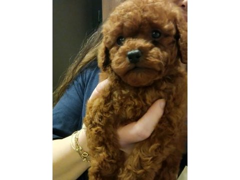 Oyuncak surat poodle yavrular