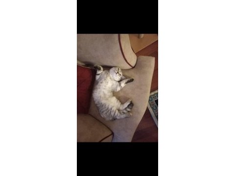British shorthair silver erkek cins sahiplendirme