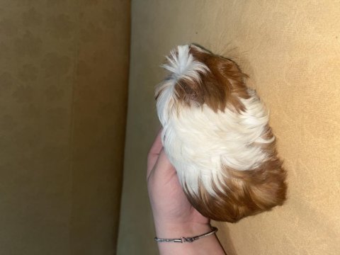 Guinea pig 3 aylık dişi