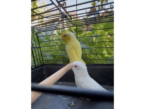 Hazır forpus çiftler ve fazlası