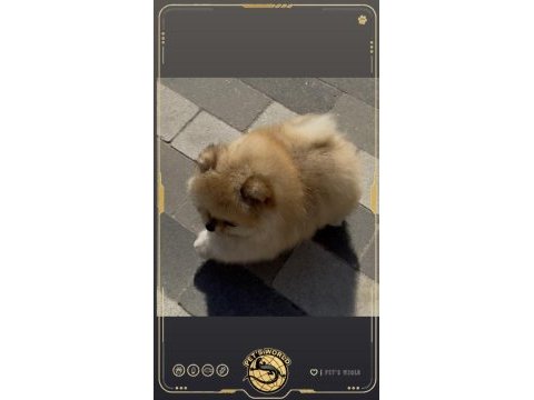 Mini pomeranian boo yavrumuz