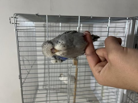 Show jumbo muhabbet kuşu yavrular ele kola alışık