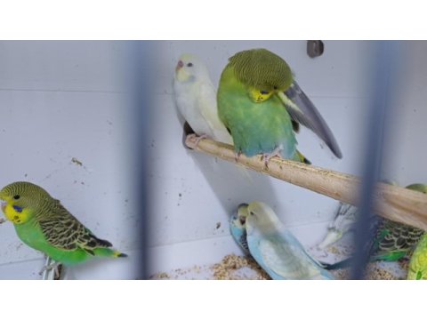 Yeni yeme düşmüş muhabbet kuşu yavrular