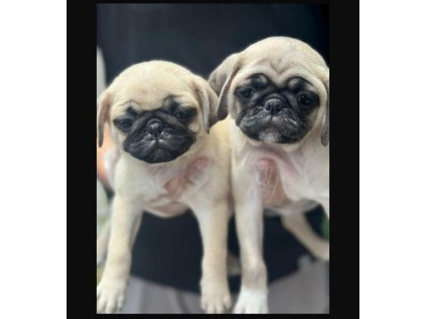 Gül kuyruk orijinal pug mobs yavrularım