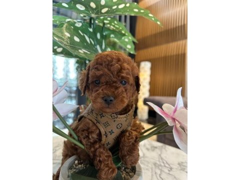 Baby face poodle bebekler