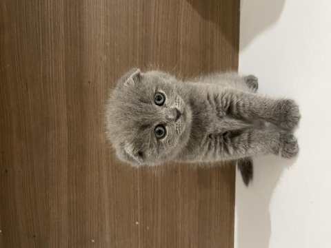 Mükemmel huylu scottish fold