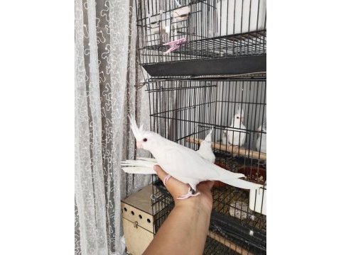 İster tek ister toplu albino sultan papağanı