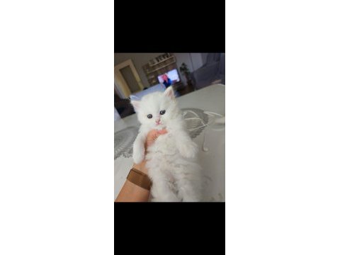 Brıtısh longhaır yavrular
